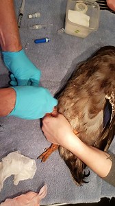 Placing an IV Catheter in a Mallard Duck | Avian and Exotic Animal Care