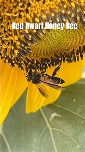 Apis Florea - Vietnamese Red Dwarf Honeybee #bees