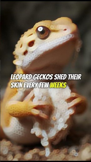 10 Surprising Facts About Leopard Geckos! The Coolest Reptile Pet!