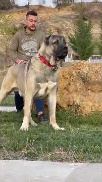 Kangal vs Wolf — the battle between guardian and predator. 🐾🐺