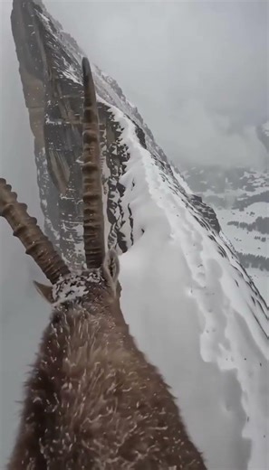 12 inches between life and death