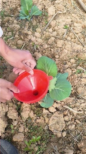 Vegetable fertilization process