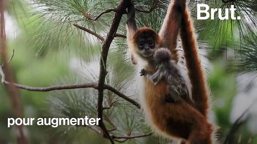 Le singe-araignée, l'acrobate des forêts d'Amérique du Sud