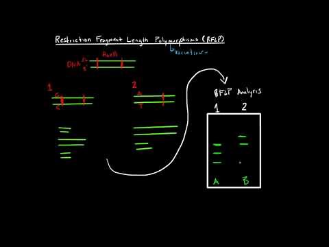 Restriction Fragment Length Polymorphism's