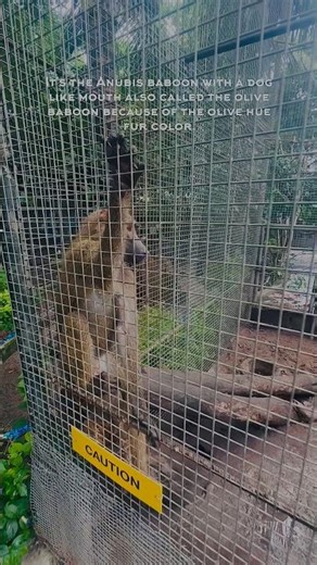 VISITING THE ANUBIS BABOON