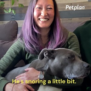 You’re not dreaming — Petplan really covers up to 90% of unexpected vet bills. | The Dodo