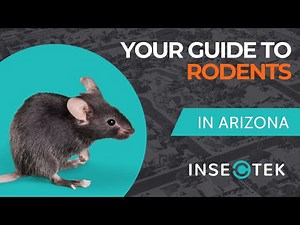 Your Guide to Rodent Pest Control in Phoenix, AZ