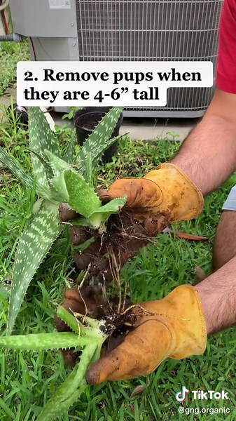 Aloe Vera Plant Flowering Guide: Tips and Tricks