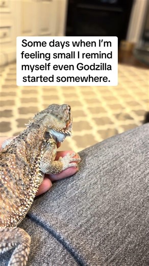 The humans can hold me for now but I still have growing to do. #beardeddragon