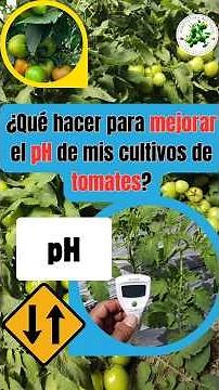 What to do to IMPROVE the pH of my TOMATO crops #vegetable #tomato