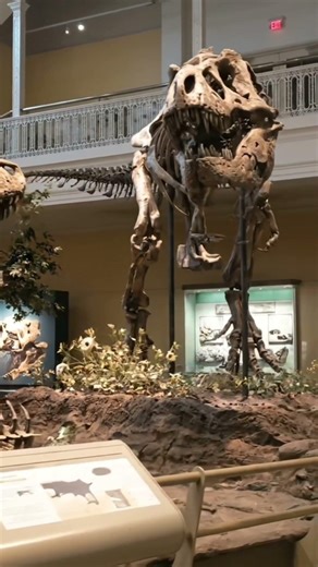 Exploring Epic Dinosaur Exhibits at the Museum #ancientrelics #history #prehistoric #stoneage