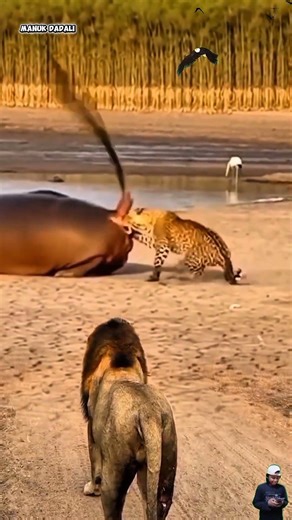 Macantutul Ganggu Kudanil Yang Sedang Tidur Eh Malah Kena Sembur 😂