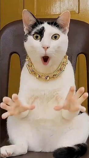 The cat dances and sings digi digi Hey 👋🏻