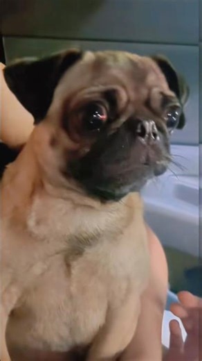 POV: Your Human Forgot the Pup Cup #usa #animals #shorts