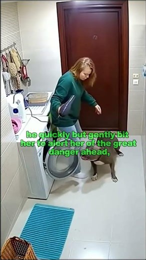 Pitbull saves woman from exploding wachine machine!