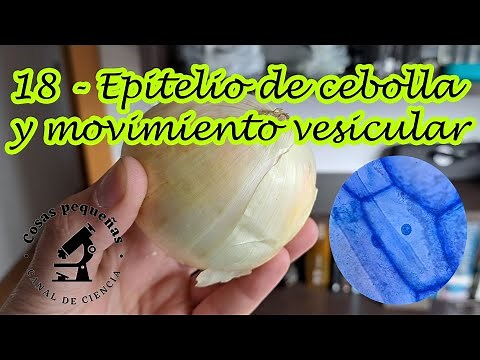 18 Piel de cebolla bajo el microscopio