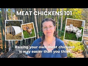 Raising Meat Chickens for Beginners (the easy way!)
