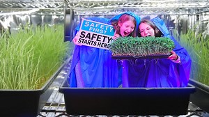 How To Grow Microgreens From Seed To Harvest (Tiny Plants Cut Early |...