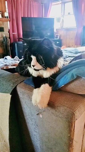 #mainecoonkitten #tuxedo #mainecoonsoftiktok #catsoftiktok #catsoftiktokcomedy