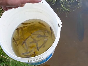 Bass Love Fresh Shiners! 🐟 | The Fish Whisperer