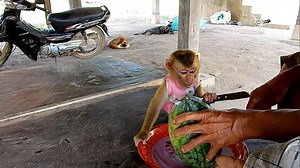 8.5K views · 634 reactions | Soo catching knife to cut watermelon with grandfather | Monkey Soo | Facebook