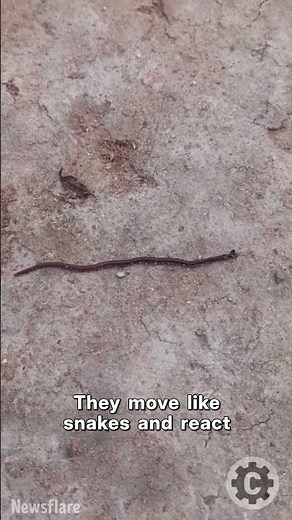 Meet the Indian Jumping Worm: The Worm that Acts Like a Snake! 🤯🪱