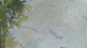 View on Mating Games of Few Newts, Which Are Listed in The Red Book