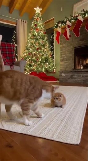 Tiny Cat Is Terrified of the Big Bully… Then This Happens 😳🐱 #shorts #cat #dog