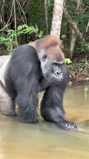 The Tribal Hunter's Wild Jungle Journey | Gorillas, Baboons & Untamed Nature #safarinow