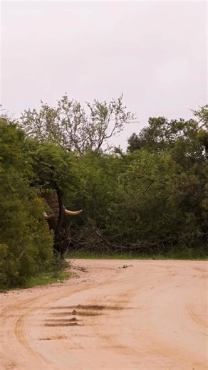 🐘 Think African elephants are slow and lumbering? Think again.🐘 An adult African elephant can walk at a relaxed 6–8 km/h (4–5 mph), but when motivated, they can hit a top speed of around 40 km/h (25 mph) — that’s faster than most humans can sprint! For an animal weighing up to 6 tons, that’s seriously impressive. Imagine this giant hurtling towards you! Big, brilliant… and surprisingly speedy. 💨🐘 #keepyourdistance #respectwildlife #wildlifewonder 📹 My Africa | Roar Wildlife News