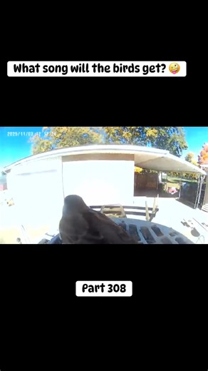 18 shares | New birds, new song at random…every time! 朗浪藍 #newbirdsnewsong #fypreelsシ゚viralシ #fypシ #birdfeedercamera #momsbirdfeeder #birdfeeder #birds #randomsong #birdlovers | Amanda Owens | Facebook