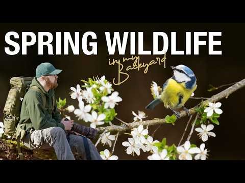 Spring Wildlife Photography - Forest Exploration & DIY Bird Hide