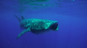 ‘Racing Extinction’ Trailer