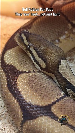 Did you know ball pythons can detect HEAT? #reptiles #snake #lizard #animals