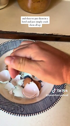 Here’s how we use the egg shells from our backyard chickens here on the Homestead. Calcium is an amazing supplement for your chickens to help make their egg shells nice and strong. ##homesteader##homestead##foilhatgang##backyardchickens##chickensoftiktok##selfsufficient