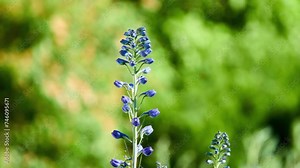 Delphinium elatum is flowering plant in buttercup family Ranunculaceae, known by common name alpine delphinium or candle larkspur. It is native to temperate Asia and Europe.