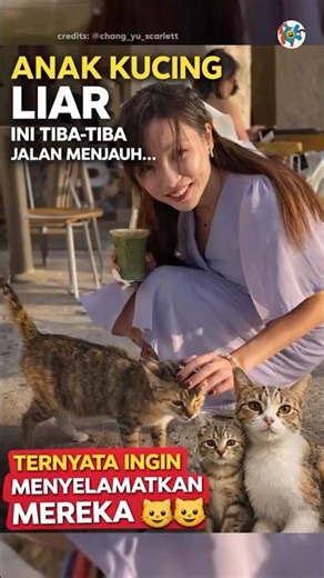 I Rescued a FAMILY of Cats Not Just 1 Kitten!