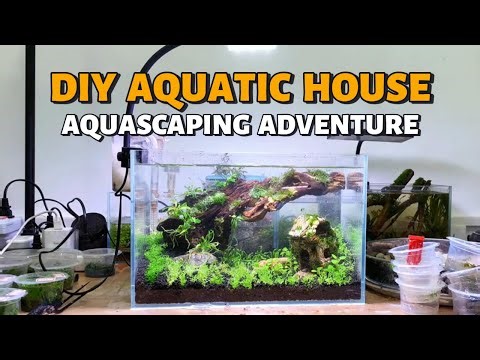Building a Unique Aquatic House | DIY Aquascaping Adventure