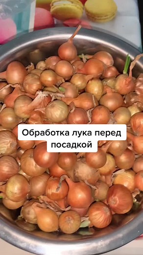 Planting Fresh Onions: A Step-by-Step Guide