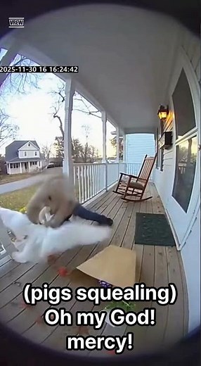 Grandma vs Goose Gone Wrong on the Porch 😂