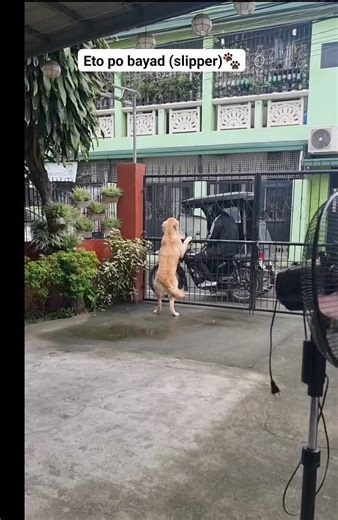 261K views · 4.3K reactions | COD ba kuya? Eto paw bayad ko (slipper)  #fyp #pawmolly #mollythebear #goldenretriever #pawmily #friendlydog #goldenreceiver | Molly the Bear | Facebook