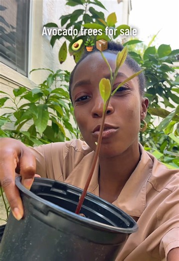 Replying to @GESSEL DUARTE These are “hall” avocado plants grown from the avocados on my tree. They’re thriving and ready for new homes! Let me know if you want one 😁🥑🪴 #backyardgarden #homegarden #fruittree #growingplants #plantlover