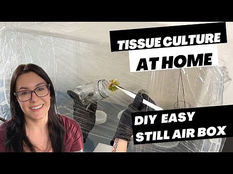 Build A Simple Still Air Box Using Household Items! | Plant Tissue Culture at Home
