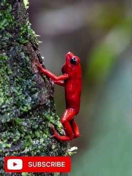 “The Deadliest Frog on Earth!” Amazon Forest...