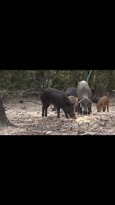 How bout a little archery pig highlight reel? 😎🐗 | Brian 'Pigman' Quaca