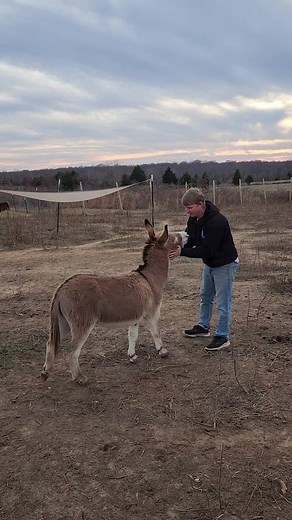 6.5K views · 186 reactions | Sometimes you have to dance with your donkey #animals #donkey #dancing | Nomad's Animal Encounter | Facebook
