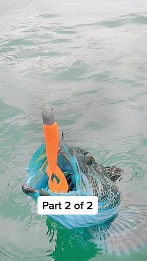 Part 2 of 2. Cleaning and cooking a Blue Lingcod. #kayakfishing #ocean #bluelingcod #yak #rarefish #catchandkcook #catchcleancook #rockfish #pacificocean #offshore #silverstag