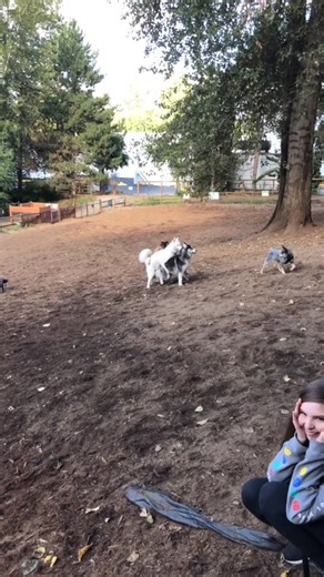 Funny Dog Moment: 3 Dogs Acting Silly Together