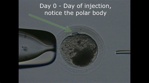 Lifecycle of an ICSI embryo 🤩 | Colorado State University Equine Reproduction Center and Laboratory
