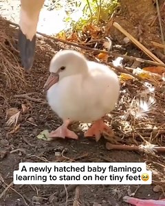 Beautiful Scottish flamingo photography 🦩🤎 | Flamingo Lovers